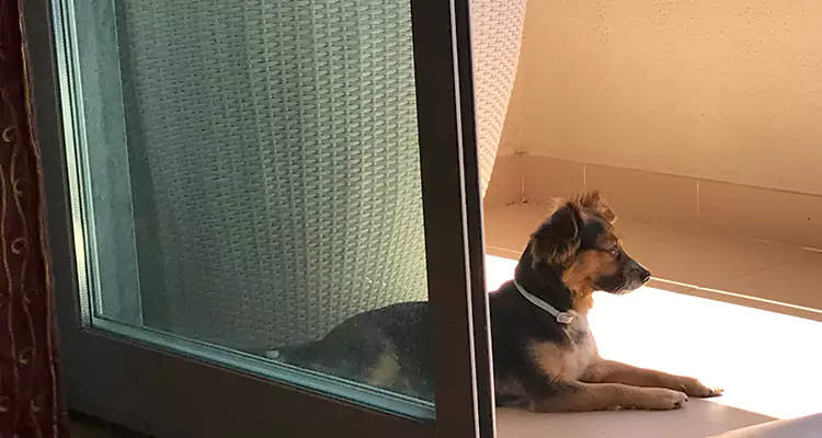 French Door Pet Screen Repair in Ives Estates, FL